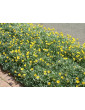 Yellow Gazania Trailing