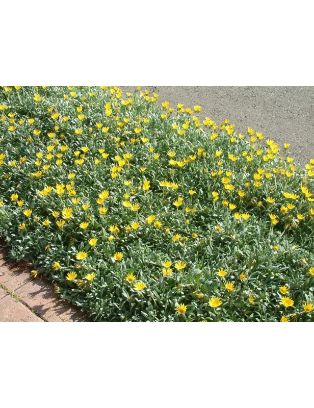 Yellow Gazania Trailing