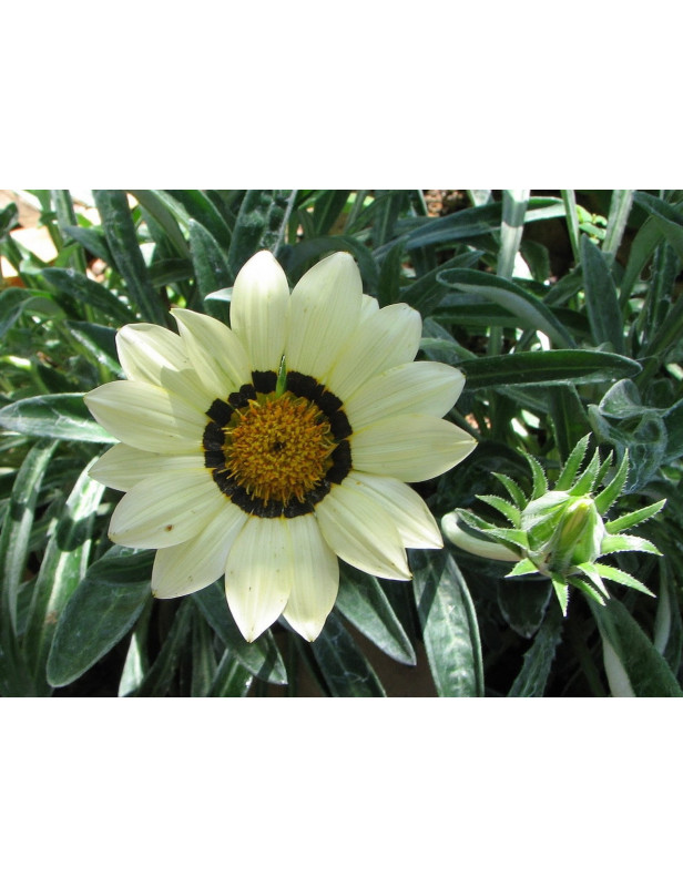 White Sunburst Gazania
