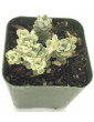 Blanco Sedum