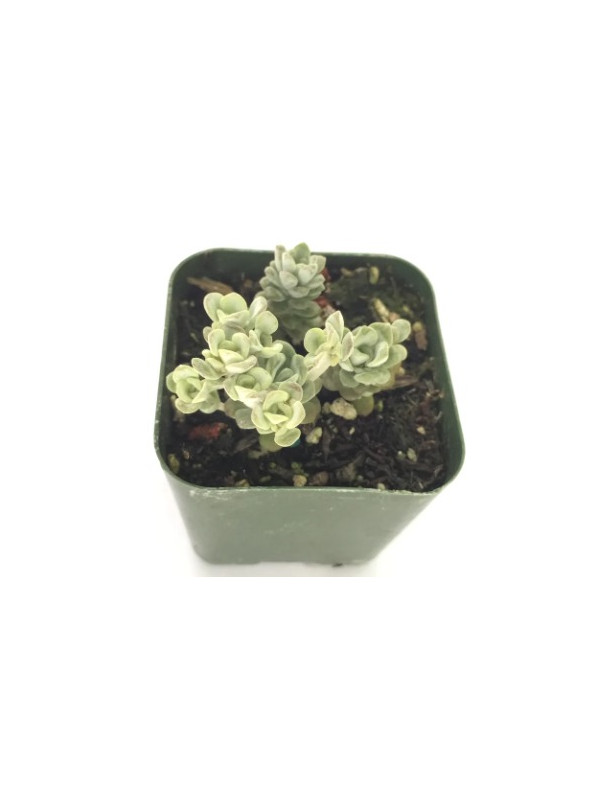 Blanco Sedum
