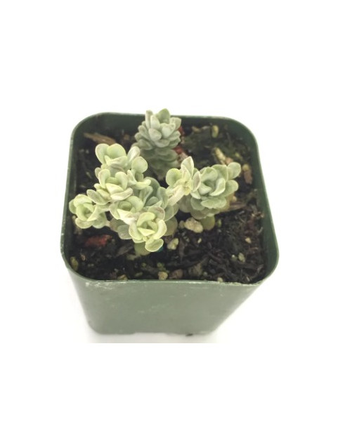 Blanco Sedum