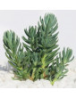 Blue Spruce Sedum