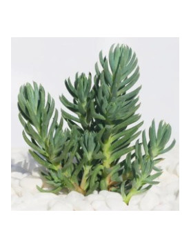 Blue Spruce Sedum