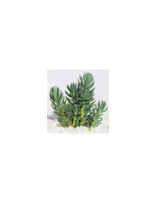 Blue Spruce Sedum