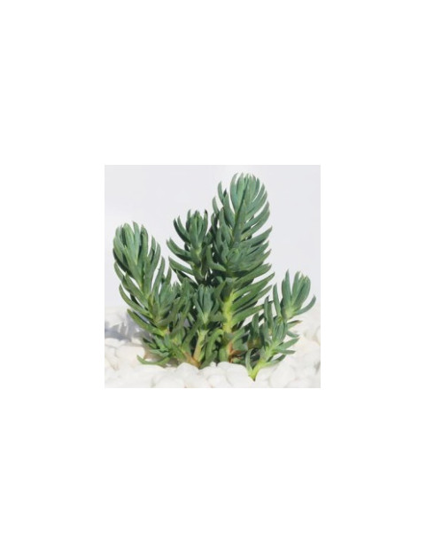 Blue Spruce Sedum