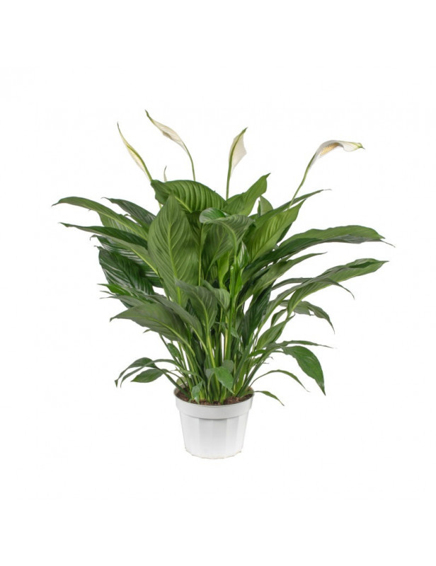 Spathiphyllum