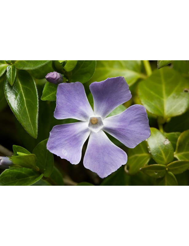 Vinca Major