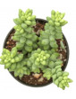 Burrito Sedum