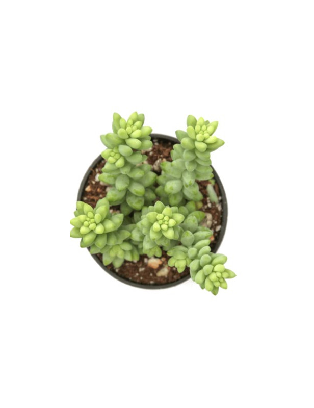 Burrito Sedum