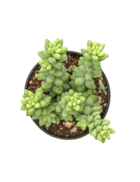 Burrito Sedum