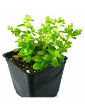 Confusum Sedum