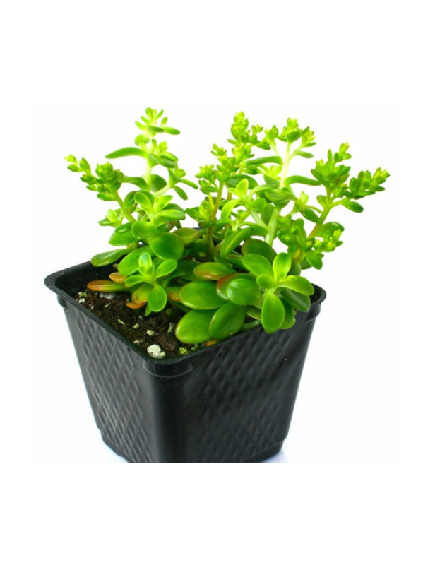Confusum Sedum