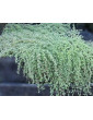 Woohly Thyme