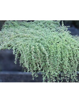 Woohly Thyme