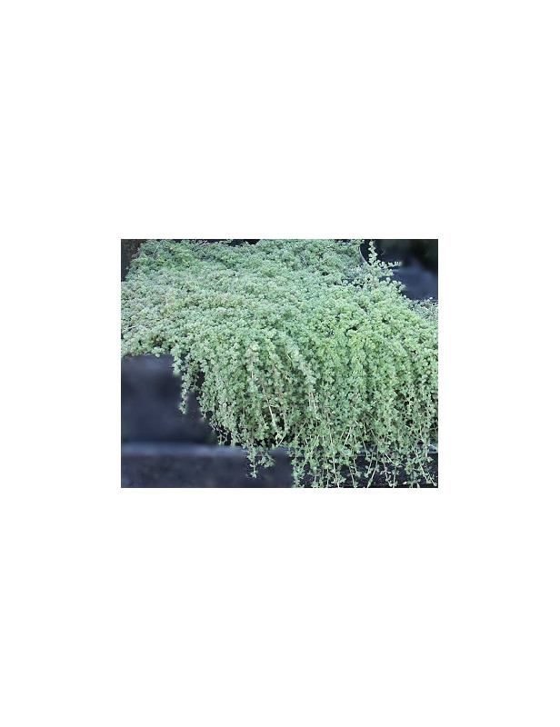 Woohly Thyme