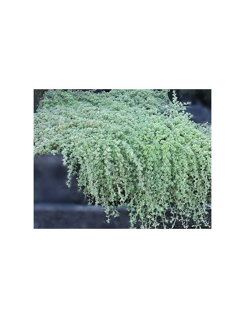 Woohly Thyme