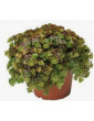 Coral Reef Sedum