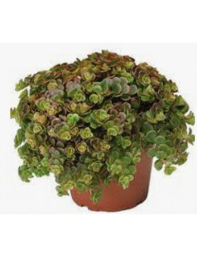 Coral Reef Sedum