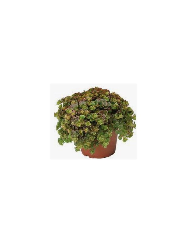 Coral Reef Sedum