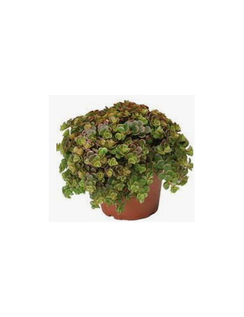 Coral Reef Sedum