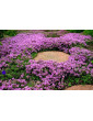 Pink Thyme