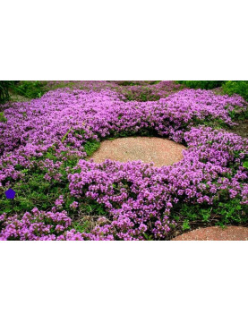 Pink Thyme