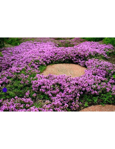 Pink Thyme