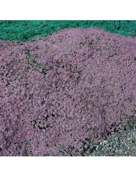 Mother of Thyme
