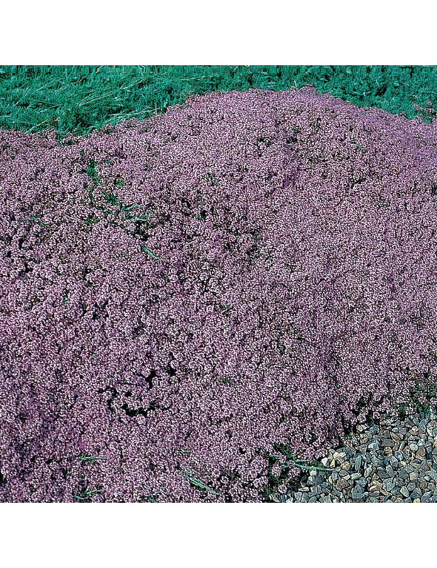 Mother of Thyme