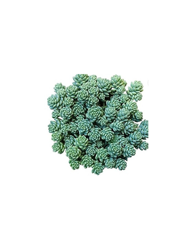 Desyphilum Major Sedum