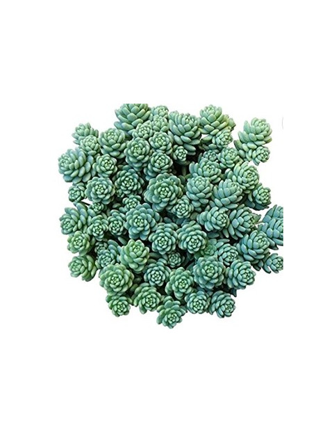 Desyphilum Major Sedum