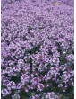 Elfin Thyme