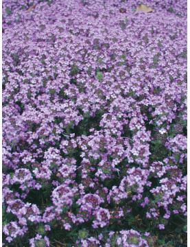 Elfin Thyme
