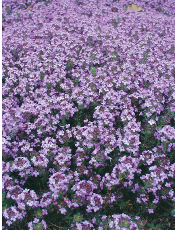 Elfin Thyme