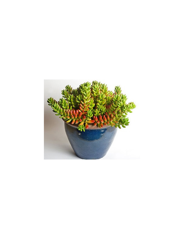 Jellybean Sedum