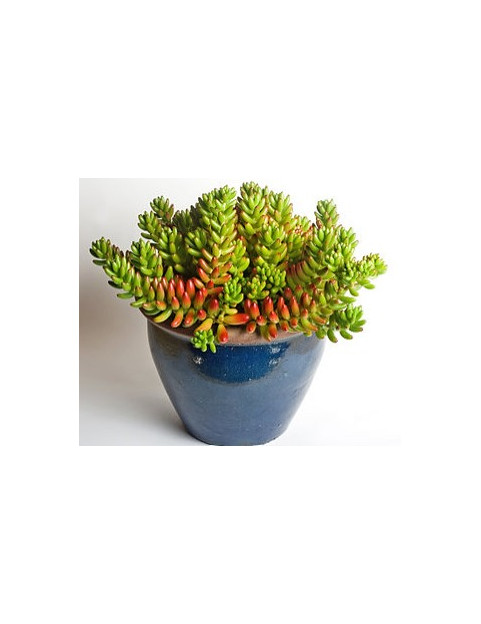 Jellybean Sedum