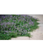 Creeping Thyme