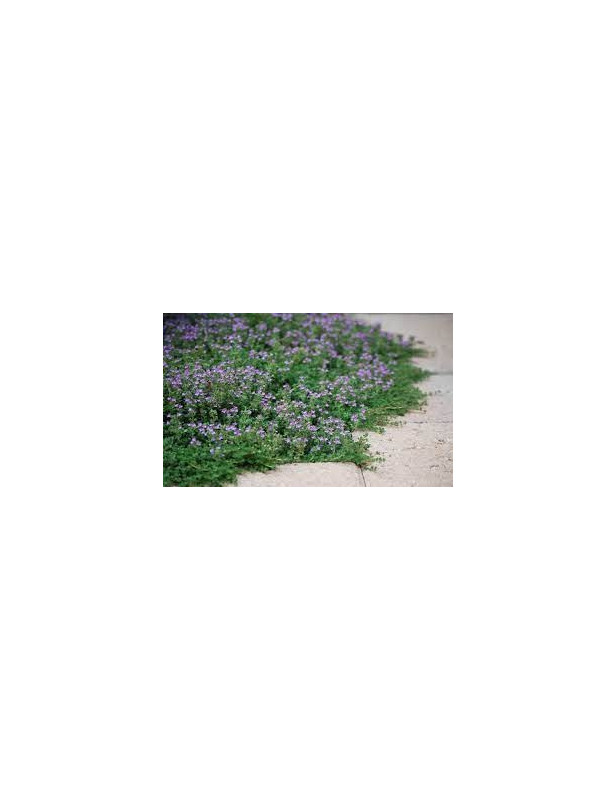 Creeping Thyme