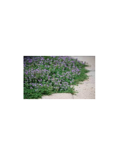 Creeping Thyme