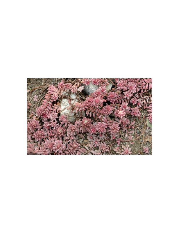 Guatemalense Sedum