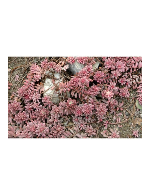 Guatemalense Sedum