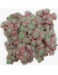 Hispanicum Sedum