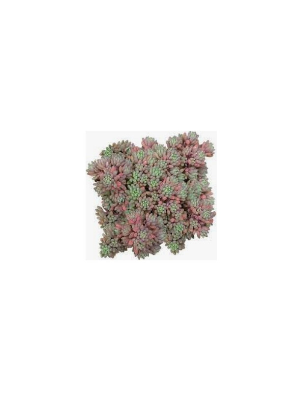 Hispanicum Sedum