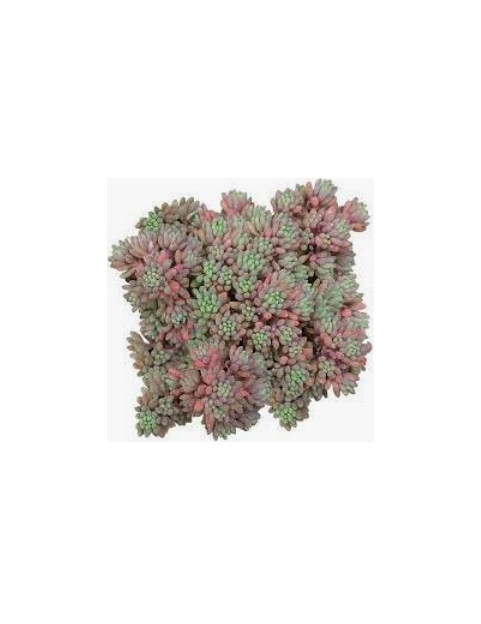 Hispanicum Sedum