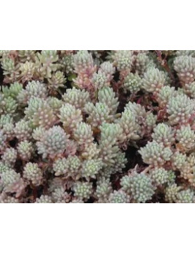 Hispanicumminus Sedum