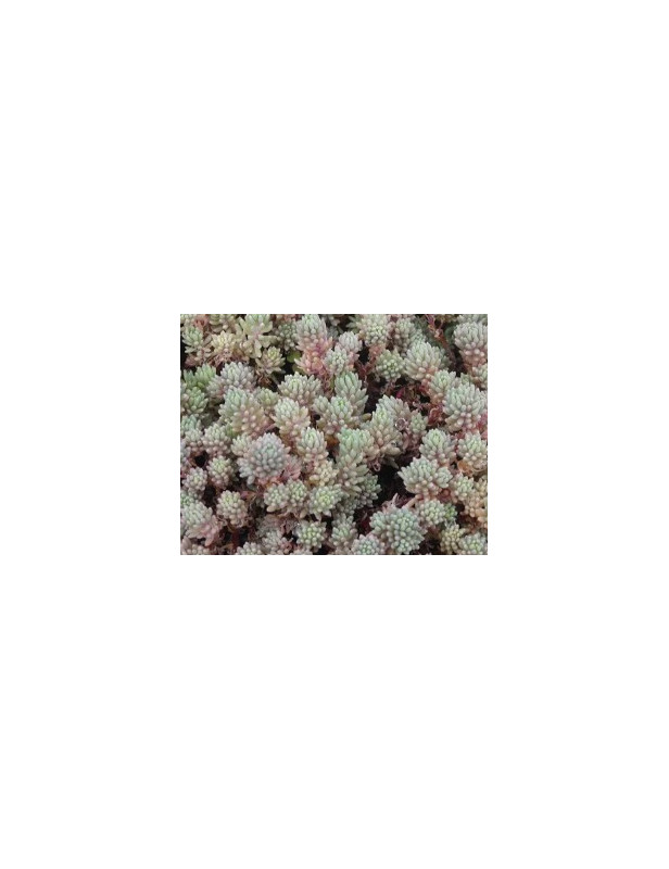 Hispanicumminus Sedum