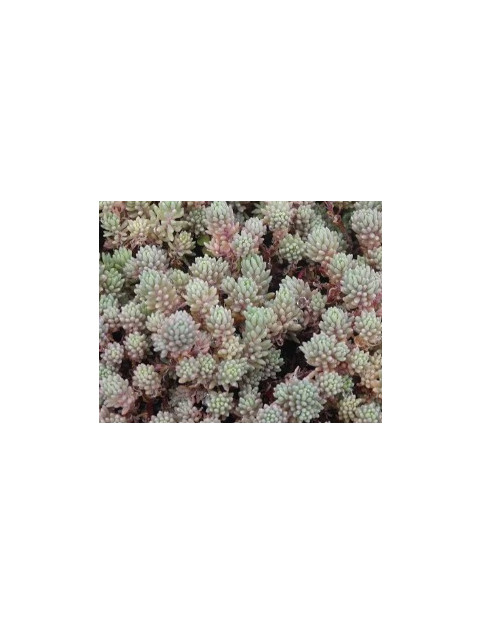 Hispanicumminus Sedum