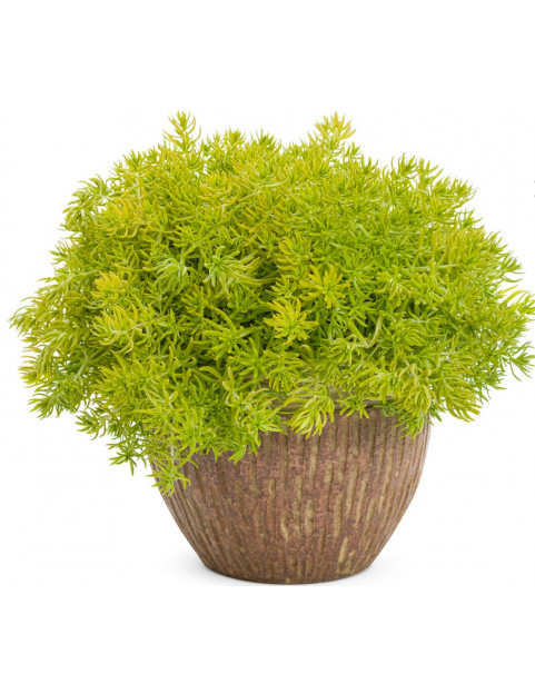 Lemon Ball Sedum