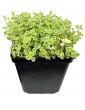 Little Missy Sedum